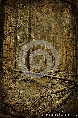 Path into creepy dark fir tree forest Stock Photo