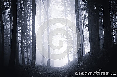 Path through dark moody forest with fog Stock Photo