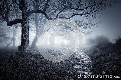 Path in dark and scary forest Stock Photo