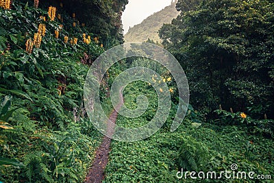 Path into deep forest in Sao Miguel, Azores Stock Photo