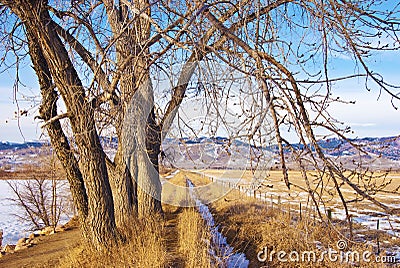 Path and Ditch Beneath a Tall Bare Tree Stock Photo