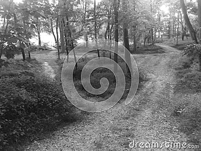 A path divides in the forest. Stock Photo