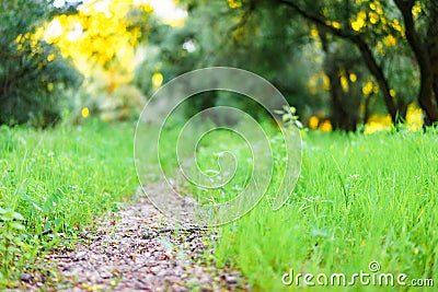 The path of the enchanted forest Stock Photo