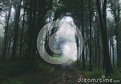 Path through enchanted mysterious forest with fog Stock Photo