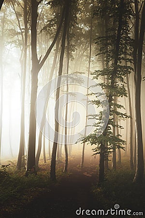 Path in fairy tale landscape inside foggy forest. Silhouette trees in moody woodland Stock Photo