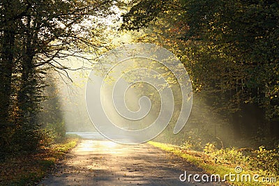 path through foggy autumn forest at sunrise country road through autumn deciduous forest on a misty sunny morning light of the Stock Photo