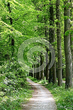 Path through the forest Stock Photo