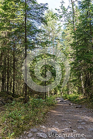 Path in a forest Stock Photo