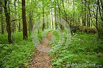 The path in the forest, the forest is a favorite vacation spot for millions of people, it is here that you can find peace of mind Stock Photo