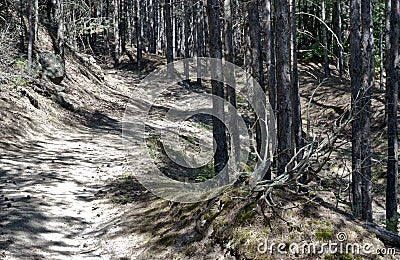 Path in the forest Stock Photo