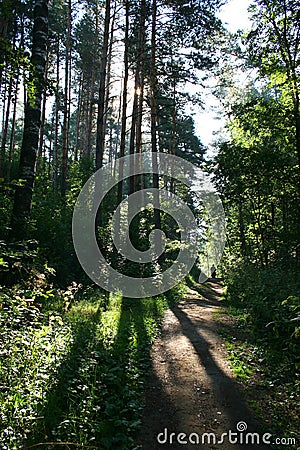 Path in the forest (manor Mihailovskoe) Stock Photo