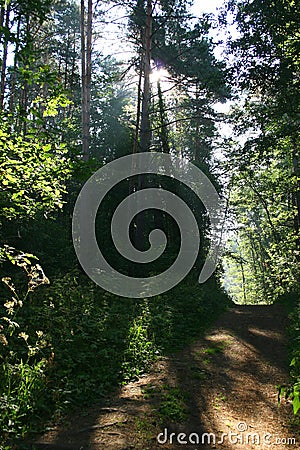 Path in the forest (manor Mihailovskoe) Stock Photo