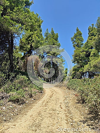 Path in forest - Meditterranean pine forest Stock Photo