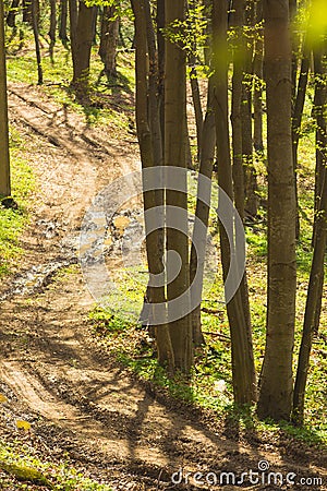 Path in the forest - spring time Stock Photo