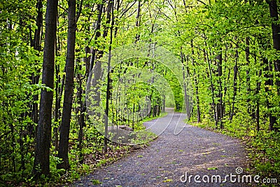 Path in forest Stock Photo