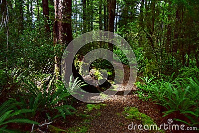 A path in a forest near Lake Rotoroa in the Nelson Lakes National Park, New Zealand, South Island Stock Photo