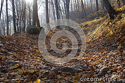 Path In The Forest with Trees with Golden Dry Leaves Stock Photo