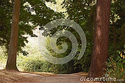 Path in the forest Stock Photo