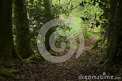 Path in a French forest Stock Photo