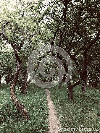 Garden path Stock Photo