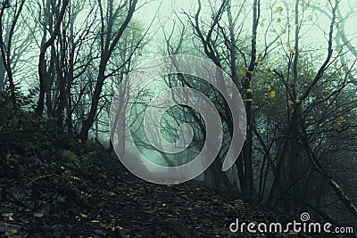 A path going through an eerie, spooky forest. On a misty winters days Stock Photo