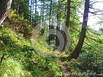 Path going through a larch forest with creeping pine Stock Photo