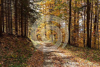 Path through a golden forest at sunrise with fog and warm light. Road through a golden forest at autumn Stock Photo