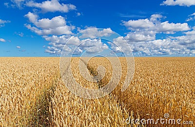 Path in a golden wheat field Stock Photo
