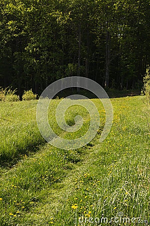 Path in the grass dandelions in the forest Stock Photo