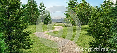 Path in the grass field with pine trees. 3D rendering Stock Photo