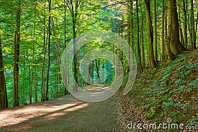 Path by the green forest. Nature Reserve. Stock Photo