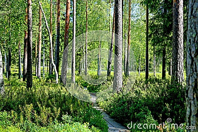 Path through Green Forest at Summer Stock Photo