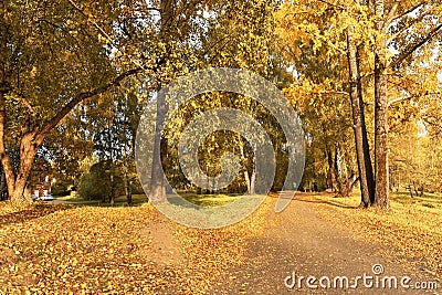 Path in grove with yellow leaves in cloudy autumn day Stock Photo