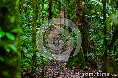 Path inside of the amazon rainforest, surrounding of dense vegetation in the Cuyabeno National Park, South America Stock Photo