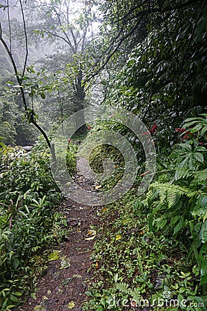 Path in jungle hike in Bali Indonesia very green plants and waterfall Stock Photo