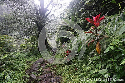 Path in jungle hike in Bali Indonesia very green plants and waterfall Stock Photo