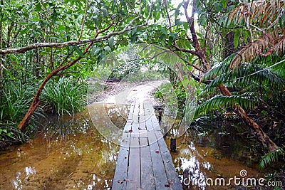 Path in the jungle of Koh Rong Sanloem island, Cambodia Stock Photo