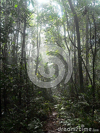 Path in the jungle Stock Photo