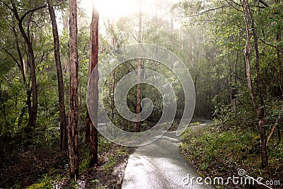 Path in a karri tree forest in Western Australia during rain Stock Photo