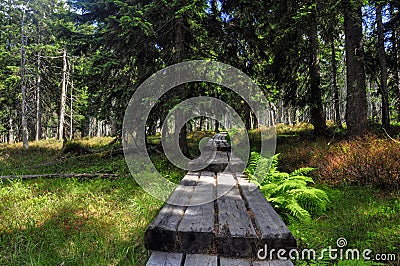 Path in Krkonose Stock Photo