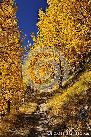 Path through larch wood in the fall Stock Photo