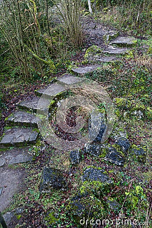 Stone path nature moss birch Stock Photo