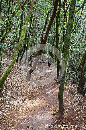 Path through the laurel tree forest of Parque Rural de Anaga Stock Photo