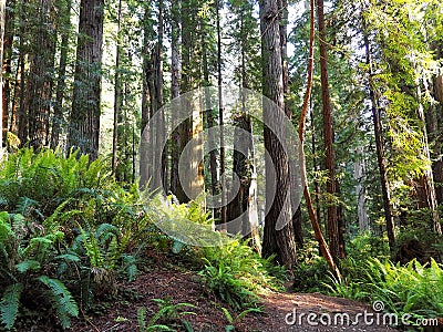 Path Leading through Lush, Green Redwood Forest Stock Photo