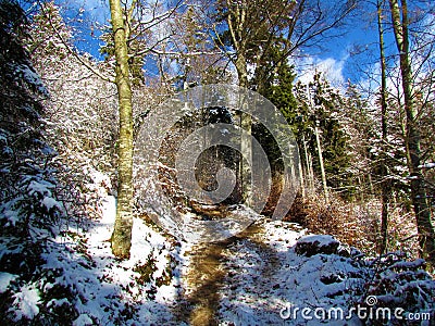 Path leading through a mixed broadleqaf and conifer Stock Photo