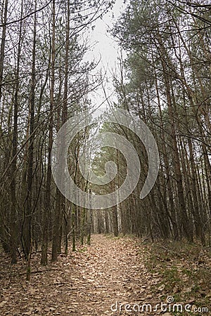 Path leading through pine forest giving alone and dark feel landscape Stock Photo