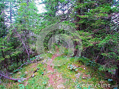 Path leading through a spruce forest Stock Photo