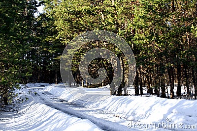 The path leading to the forest during the winter. Stock Photo