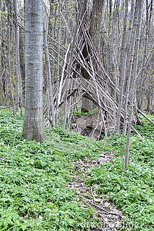 Path leading to stick pile along woodland hiking trail Stock Photo