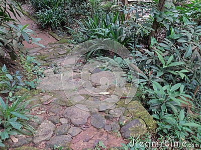 Various floor covering plants in a tropical forest Stock Photo